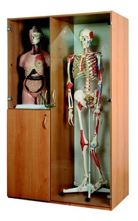Kancelářská skříň na anatomické modely